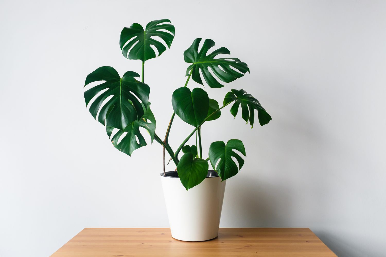 Monstera Deliciosa