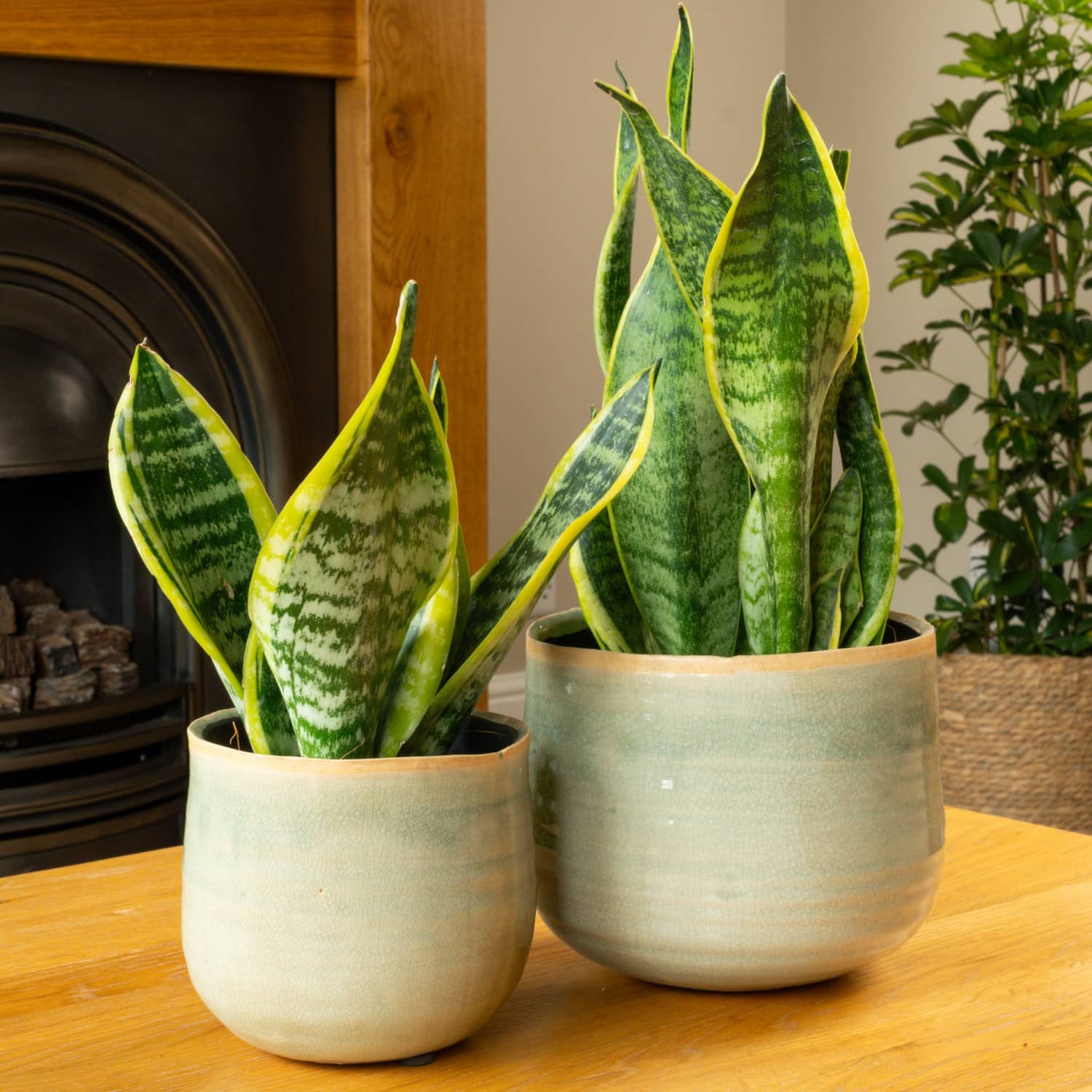 Sansevieria